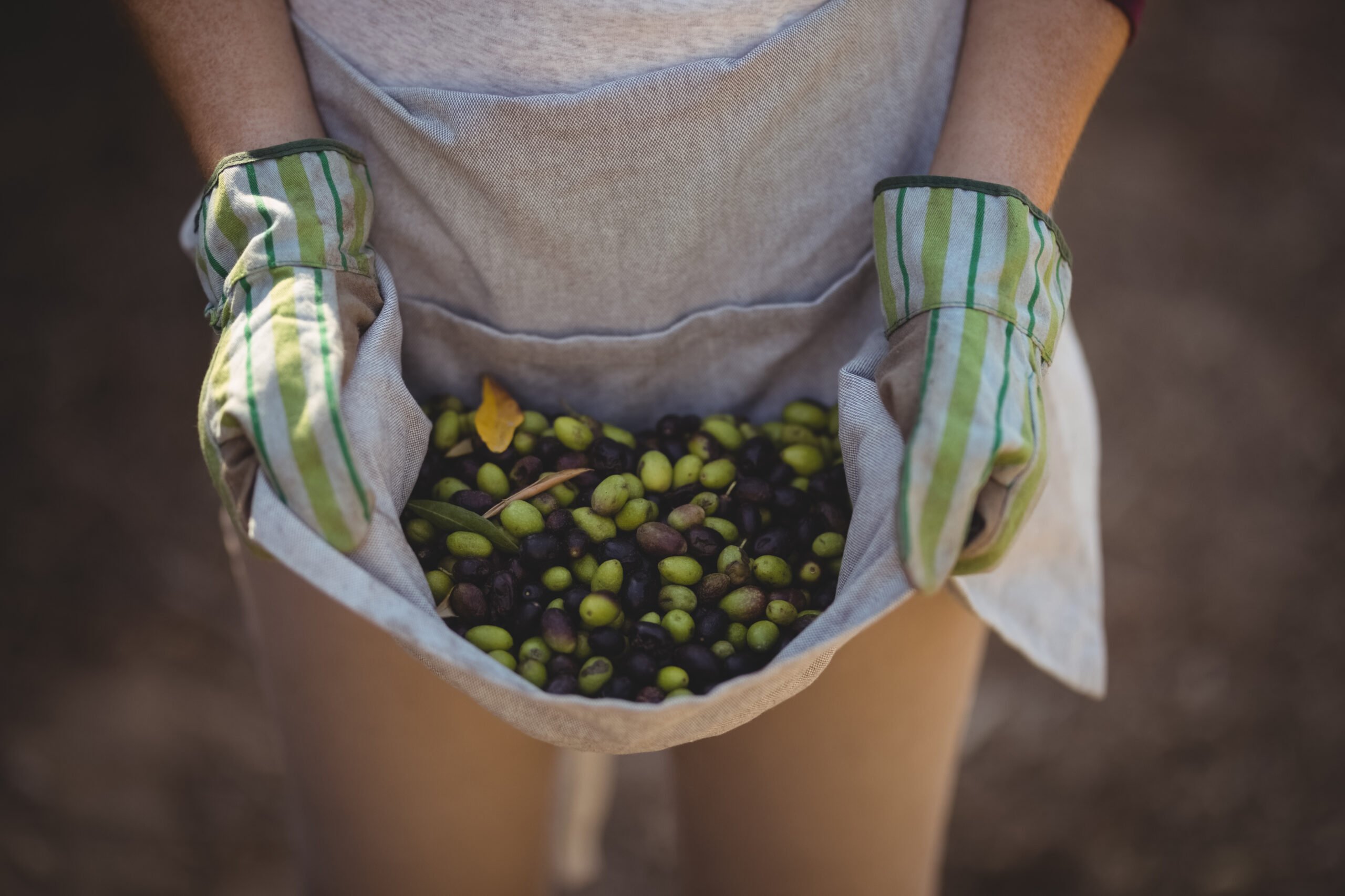 Olive harvest Tuscany Raccolta delle Ulive